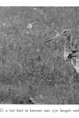 Texel Vogels van Waalenburg De Grutto is te kennen aan zijn langen rechten snavel HC34406 Oryginalny