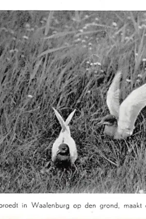 Texel Vogels van Waalenburg De Zwarte Stern broedt in Waalenburg op den grond, maakt elders drijvende nesten HC34405 Oferta limitowana