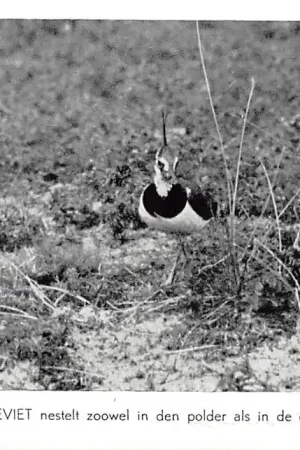 Texel Vogels van Waalenburg De Kieviet nestelt zowel in den polder als in de duinen HC34403 Autentyczny