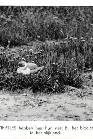 Texel Vogels van Waalenburg De Strandpleviertjes hebben hier hun nest ... het slijkland HC34401 Promocja