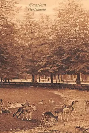 Autentyczny Haarlem Hertekamp 1911 HC33835