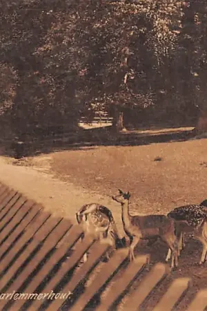 Haarlem Hertenkamp Haarlemmerhout 1910 HC31702 Popularny