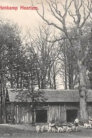 Haarlem Hertenkamp 1910 HC31701 Oryginalny