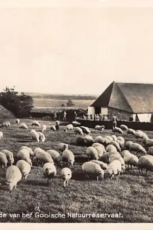 Hilversum Schaapskooi met de kudde van het Gooische Natuurreservaat HC29740 Darmowa dostawa