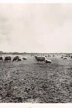 Zwrot pieniędzy Texel Het Schapeneiland 1947 HC28570