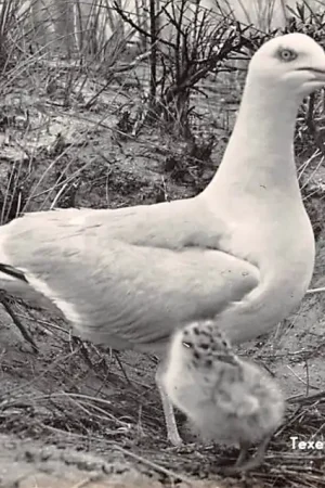 Popularny Texel Zilvermeeuw met jong 1959 HC27017