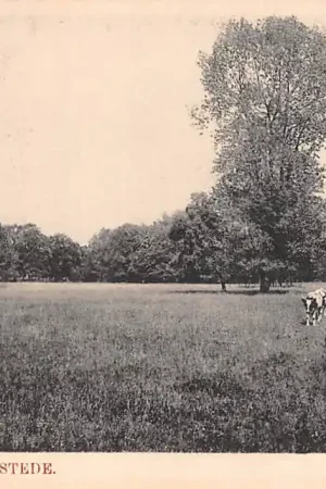 Ekspresowa dostawa Heemstede Groenendaal Weiland met koeien Haarlem HC23783