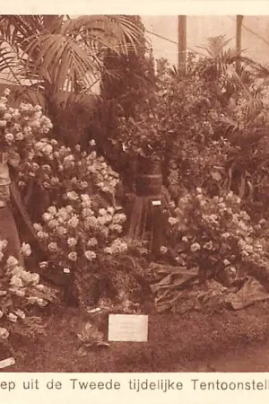 Heemstede Internationale Voorjaars-Bloemententoonstelling 1925 Groep uit de Tweede tijdelijke Tentoonstelling Haarlem HC23690 Darmowa dostawa