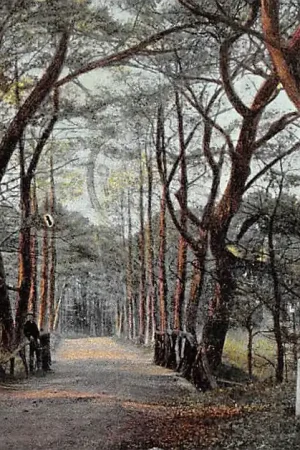 Hilversum Ingang Spanderswoud 1904 HC15084 Kup teraz