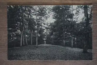 Dieren Carolineberg Najlepsza cena