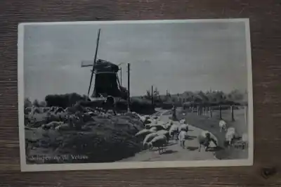 Veluwe Schapen op Szybka dostawa