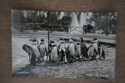 Alphen aan de Rijn Avifauna Nowość