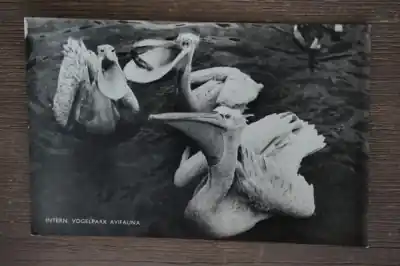 Alphen aan de Rijn Avifauna Popularny