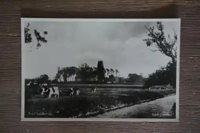 Friesland Fries landschap Oferta limitowana