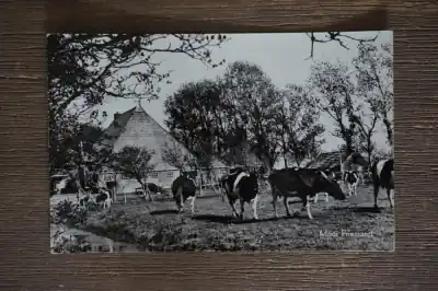 Friesland Szybka dostawa