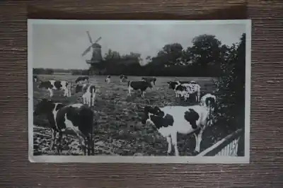 Rabat Friesland Fries landschap