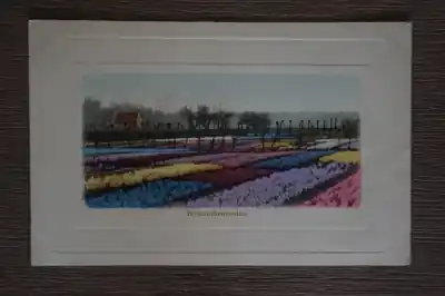 Promocja Hyacintenvelden