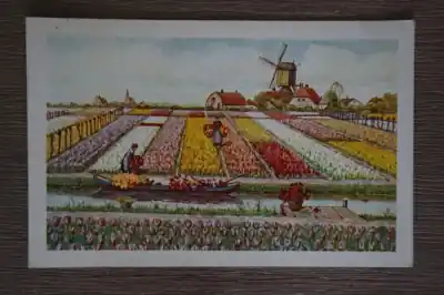 Bloembollen Promocja