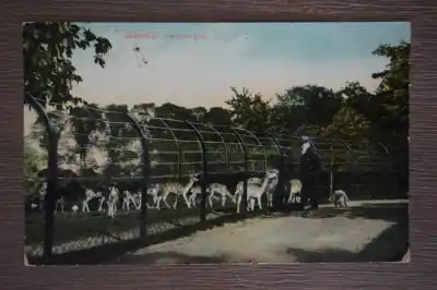 Alkmaar Hertenkamp Wyprzedaż