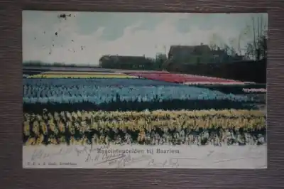 Haarlem Hyacintenvelden Autentyczny
