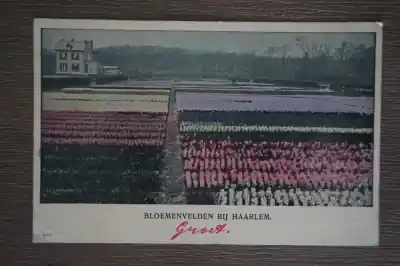 Wyprzedaż Haarlem Bloemenvelden
