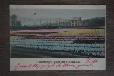 Premium Haarlem Bloemenvelden