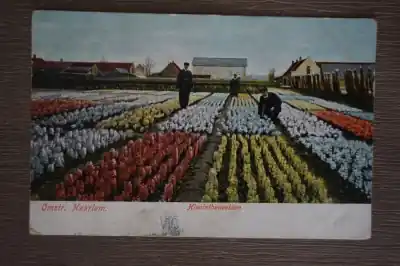 Haarlem Hyacintenvelden Ekspresowa dostawa