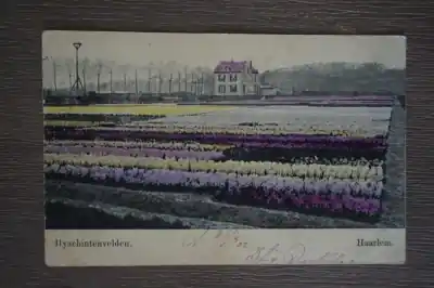 Haarlem Hyacintenvelden Wysoka jakość
