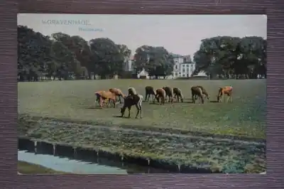 Ekspresowa dostawa Den Haag Hertenkamp