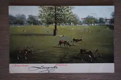 Ostatnia szansa Den Haag Hertenkamp