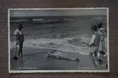 Wyprzedaż Noordwijk aan Zee Aan land gespoeld