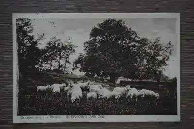 Oryginalny Oostvoorne aan Zee Schapen aan den Rietdijk