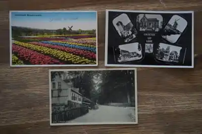 Lisse 6 stuks Autentyczny