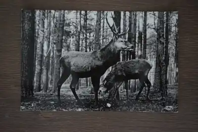 Putten Edelherten Zwrot pieniędzy