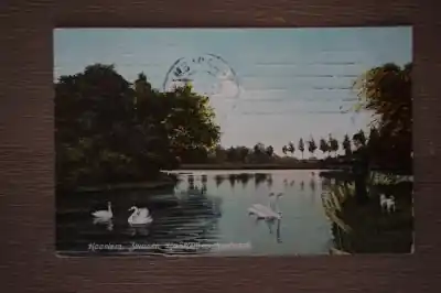 Niska cena Haarlem Zwanen Haarlemmerhoutpark