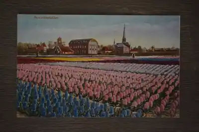 Tani Hyachintenvelden