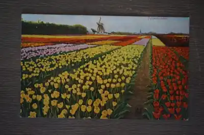 Niska cena Tulpenvelden