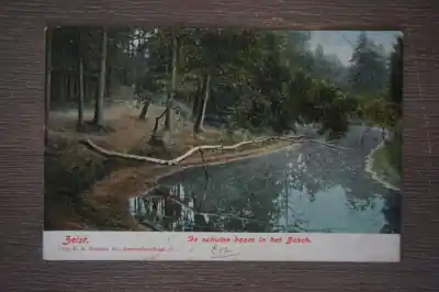 Zeist De schuine boom in het bosch Nowość