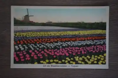 Ostatnia szansa Uit de bloemenvelden Tulpen