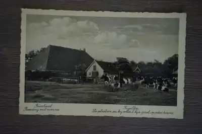 Friesland Boerderij met mooi vee Nowość