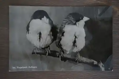 Kup teraz Alphen aan de Rijn Avifauna Zwartkop Wevervogel