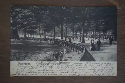 Haarlem Haarlemmerhout Tani