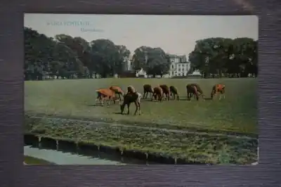 Den Haag Hertenkamp Szybka dostawa