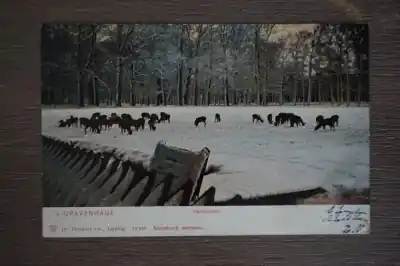 Niska cena Den Haag Hertenkamp