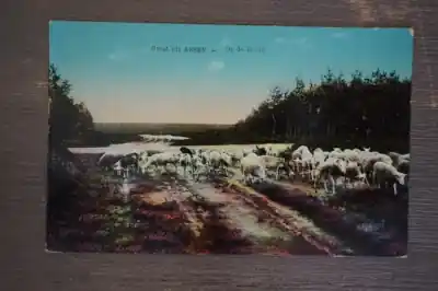 Premium Assen Op de heide