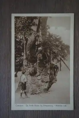 Tani Overveen De holle boom bij Uitspanning Kraantje Lek