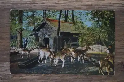 Dordrecht Hertenkamp in park Merwesteijn Szybka dostawa