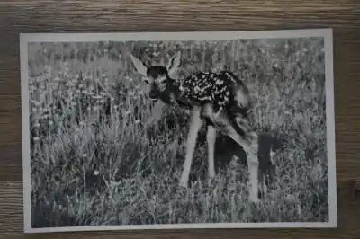 Ostatnia szansa Hoenderloo Hertekalfje