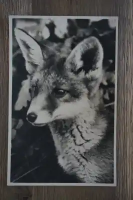 Hoenderloo Vos Ekspresowa dostawa