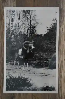 Nowość Hoenderloo Moeflon ram